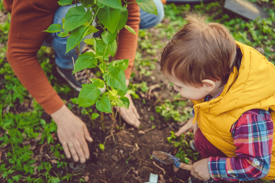 Small child helping their parent plant a tree
