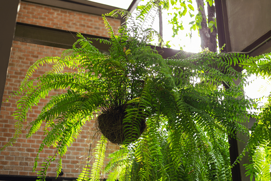 boston fern hanging