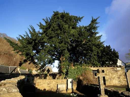 Fortingall Yew Tree