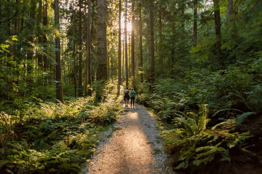 2 people walking in a sunlit forest
