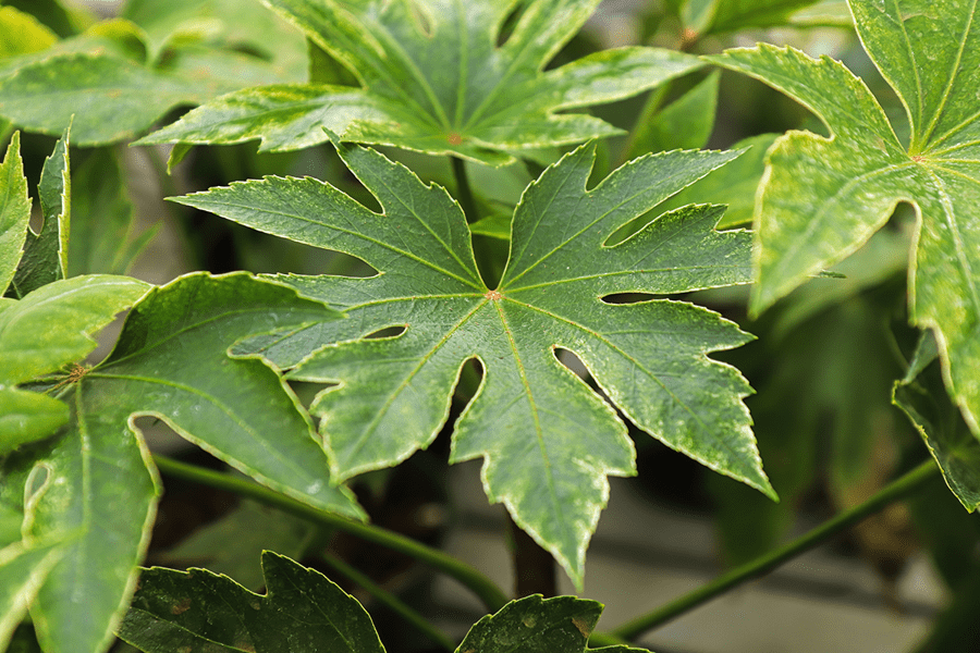 fatsia japonica
