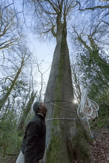 Newtimber Beech Tallest Tree in the UK
