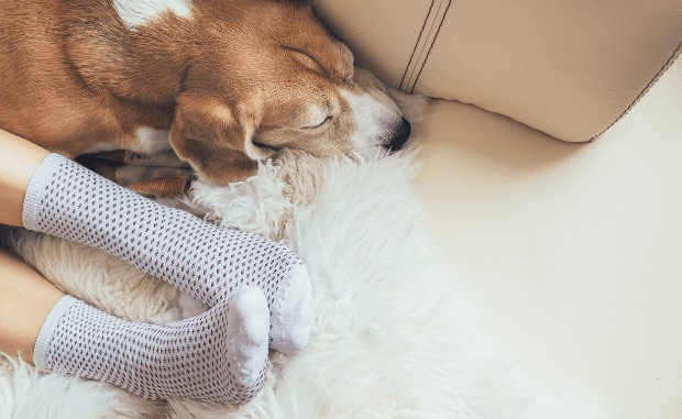 woman and dog lying on floor with rug cosy