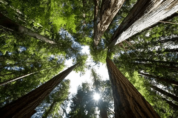 Trees are excellent carbon sinks, absorbing carbon dioxide from the atmosphere