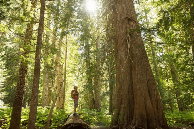 Man tree forest