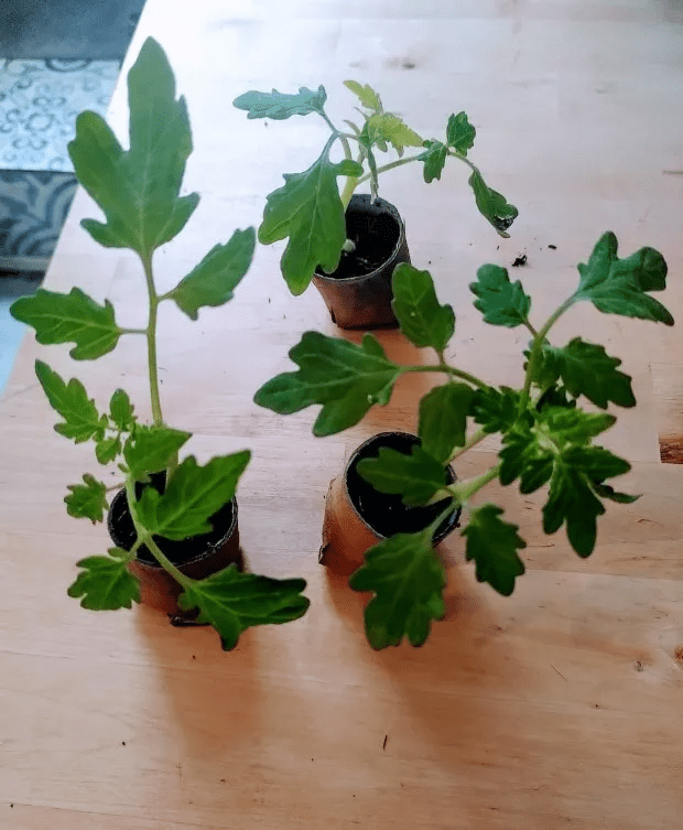 Penny's seedlings