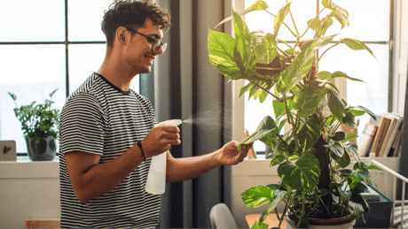 A man watering a house plant