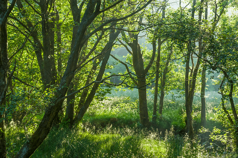 nature woodland