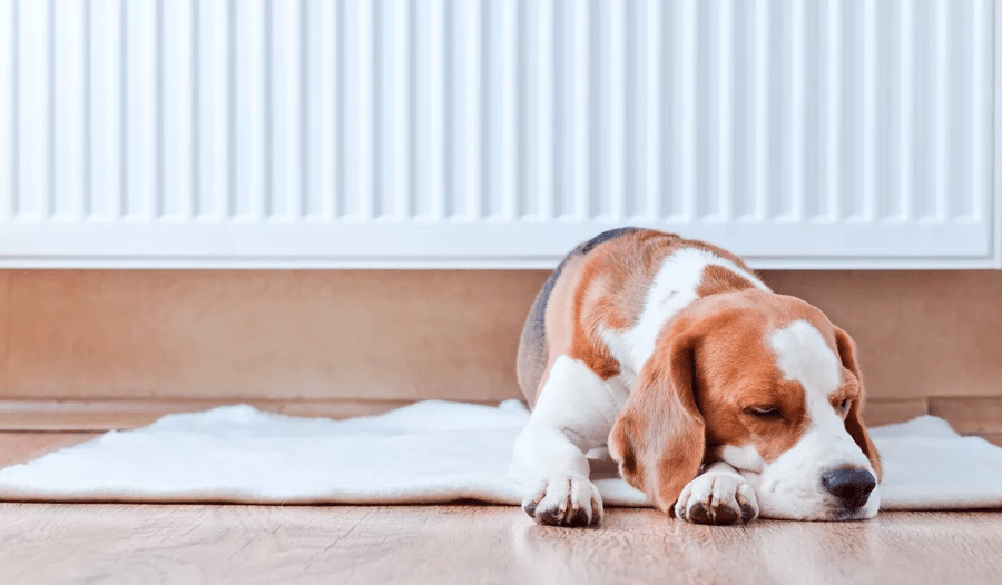 Dog radiator