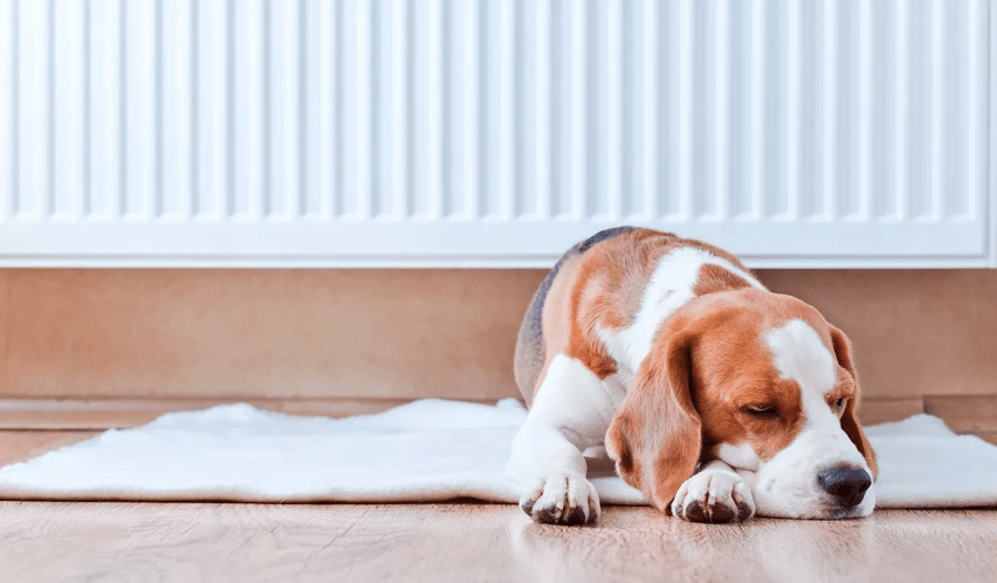A dog lying down next to a radiator