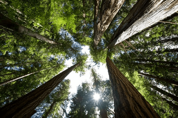 Tree-planting environmental benefits